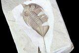 Huntonia Lingulifer (Rare Species) - Oklahoma #93153-3
